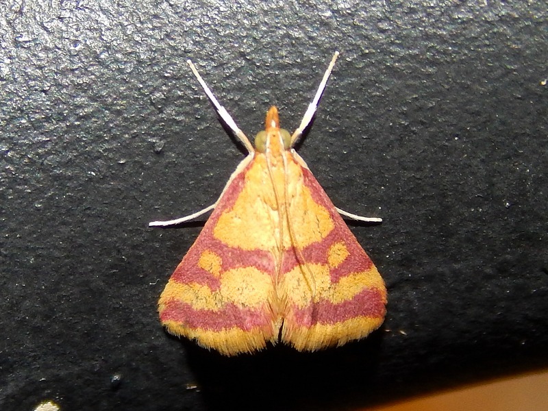 Pyrausta sanguinalis (Crambidae)